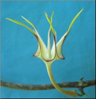 Ceropegia stapelliformis